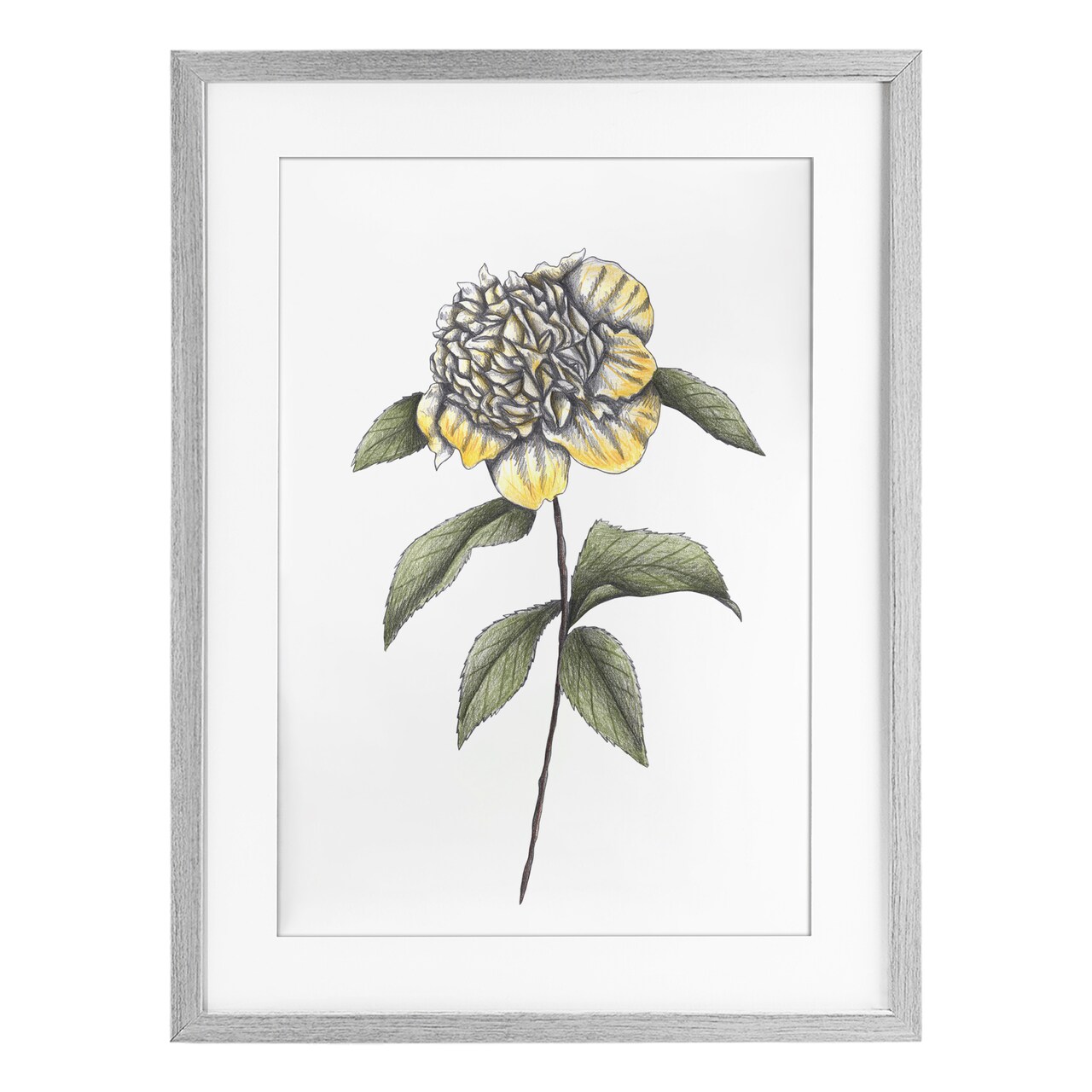 Stupell Industries Camellia Flower Illustration Framed Print Under Glass, design by Cecilia Battaini